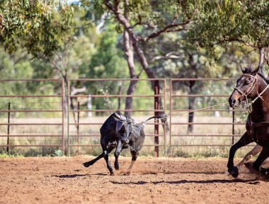 Buzağı bir Avustralya ülke rodeoda Kementleme