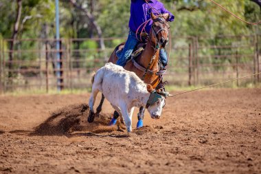 Avustralyalı takım buzağı Rodeo olay roping