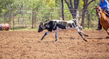 Avustralya ülke rodeo at buzağı roping