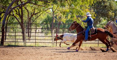 Avustralya takım Calf roping at ülke Rodeo