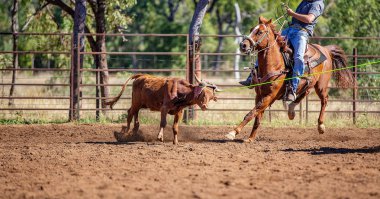 Avustralya takım Calf roping at ülke Rodeo