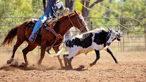 Cuerda de ternera en un rodeo de país australiano —  Fotos de Stock