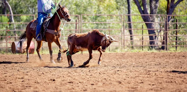Borjú Roping: egy ausztrál ország Rodeo — Stock Fotó