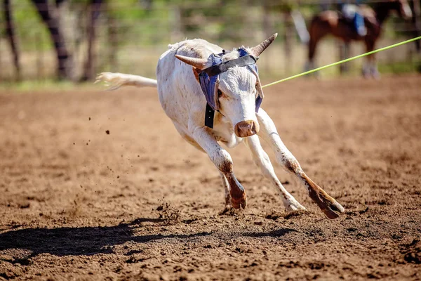 Avustralya ülke rodeo at buzağı roping — Stok fotoğraf