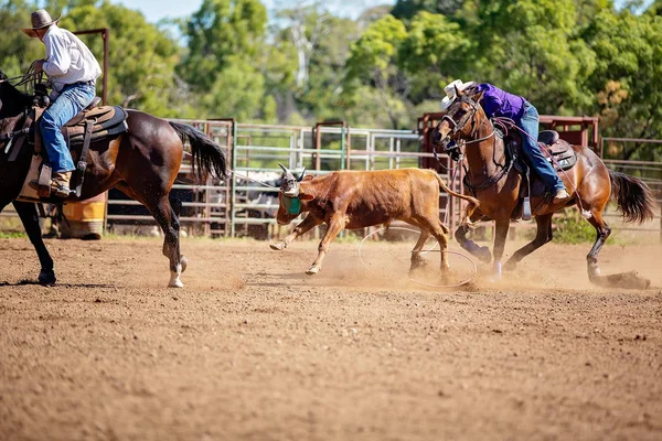 Equipo Australiano Calf Roping At Country Rodeo — Foto de Stock