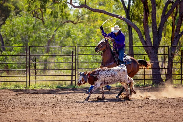 L'équipe australienne de dopage des veaux au Country Rodeo — Photo