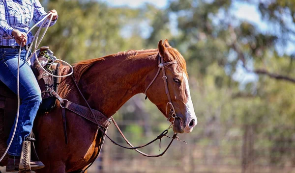 Nahaufnahme von Pferd und Reiterin — Stockfoto