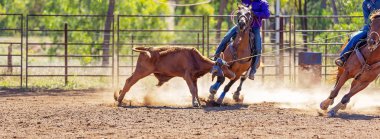 Buzağı bir Avustralya ülke rodeoda Kementleme