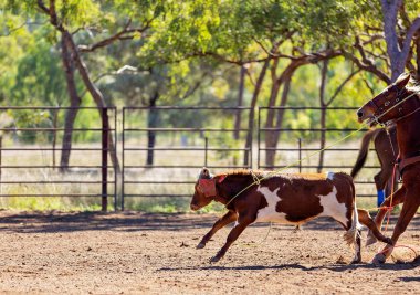 Buzağı bir Avustralya ülke rodeoda Kementleme