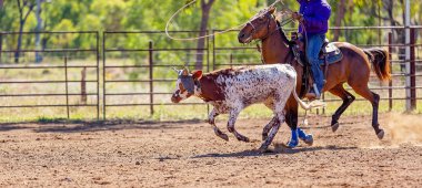 Buzağı bir Avustralya ülke rodeoda Kementleme