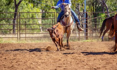Buzağı bir Avustralya ülke rodeoda Kementleme