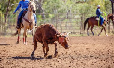 Buzağı bir Avustralya ülke rodeoda Kementleme