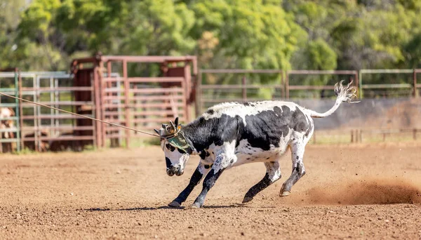 Kalv Roping på en australisk land Rodeo — Stockfoto