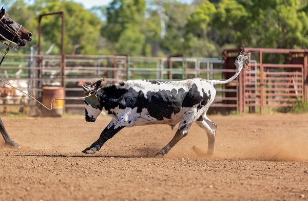 Bezerro Roping em um país australiano Rodeo — Fotografia de Stock