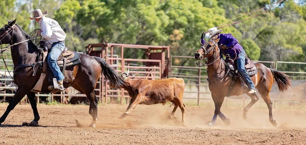 Telete slaňování na australská Country Rodeo — Stock fotografie