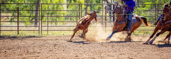 Μόσχος Roping σε ένα ροντέο Αυστραλίας χώρα — Φωτογραφία Αρχείου