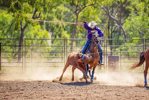 Bezerro Roping em um país australiano Rodeo — Fotografia de Stock