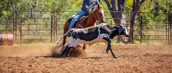 Bezerro Roping em um país australiano Rodeo — Fotografia de Stock