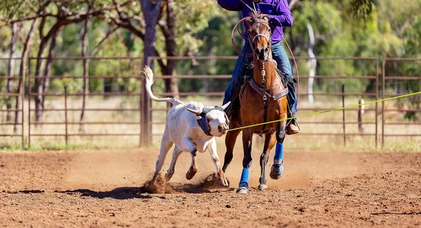オーストラリア国ロデオでロープをかける子牛 — ストック写真
