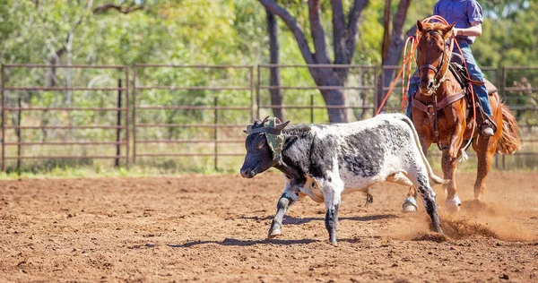 Kalf moulinette op een Australische land Rodeo — Stockfoto