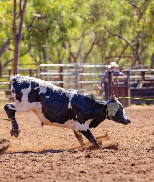 Cuerda de ternera en un rodeo de país australiano —  Fotos de Stock