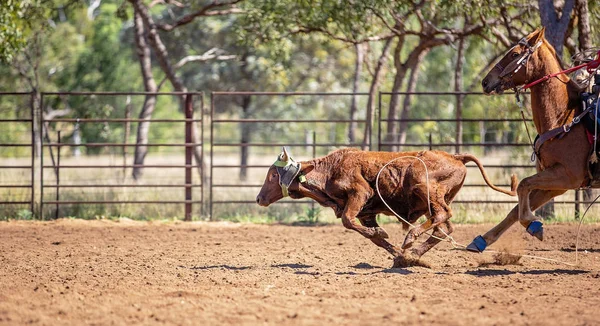 Kalv Roping på en australisk land Rodeo — Stockfoto