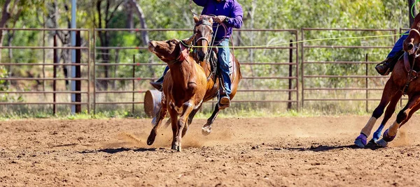 Cielę Roping Rodeo australijski kraju — Zdjęcie stockowe