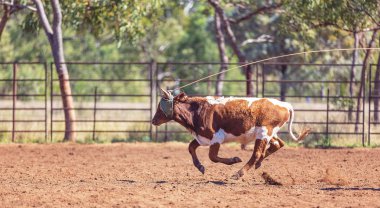 Avustralya takım Calf roping at ülke Rodeo