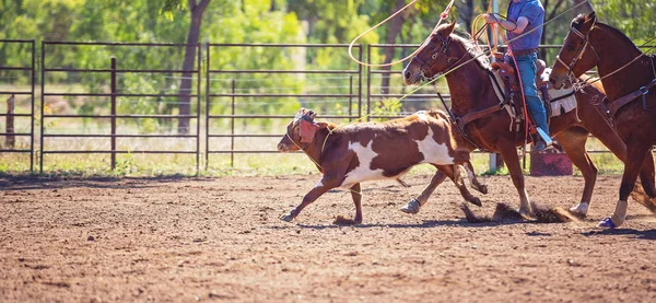 Australský tým teling na Rodeo — Stock fotografie