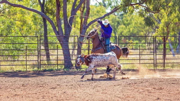 Australian team kalv Roping på Country Rodeo — Stockfoto