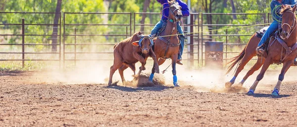 Australisch team kalf roping op land Rodeo — Stockfoto