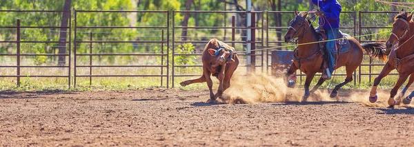 Australijski zespół cielę Roping w kraju Rodeo — Zdjęcie stockowe
