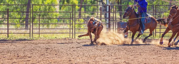 Equipe australiana bezerro Roping no país rodeio — Fotografia de Stock