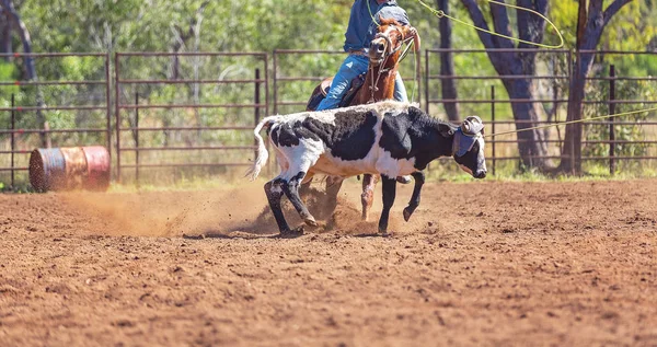 Equipo Australiano Calf Roping At Country Rodeo — Foto de Stock