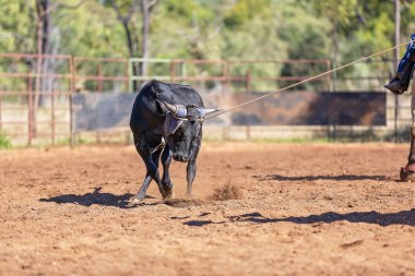 Avustralya takım Calf roping at ülke Rodeo