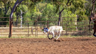 Avustralya takım Calf roping at ülke Rodeo