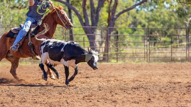 Avustralya takım Calf roping at ülke Rodeo