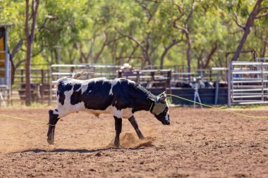 Avustralya takım Calf roping at ülke Rodeo