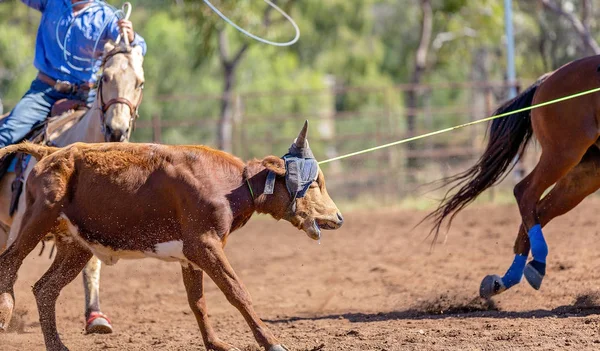 Australisch team kalf roping op land Rodeo — Stockfoto