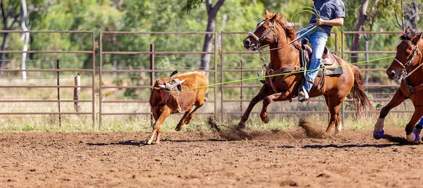 L'équipe australienne de dopage des veaux au Country Rodeo — Photo