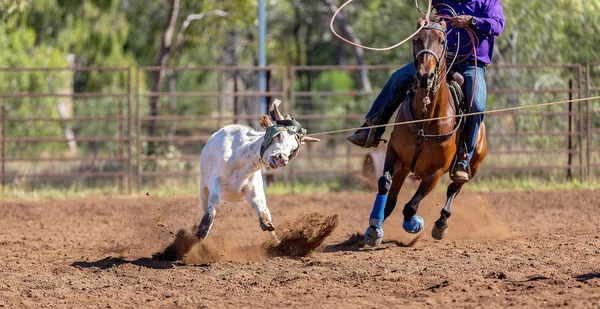 Australian Team Calf Roping At Country Rodeo — Stock Photo, Image