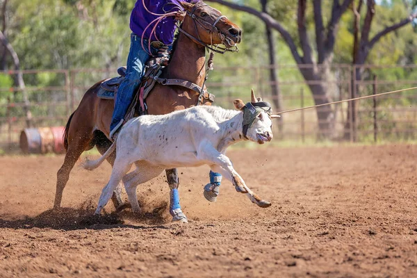 Equipo Australiano Calf Roping At Country Rodeo —  Fotos de Stock
