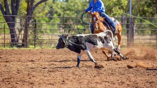 Australisch team kalf roping op land Rodeo — Stockfoto