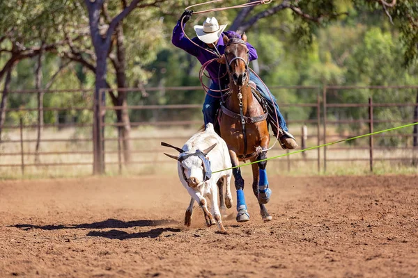 Ausztrál csapat borjú Roping az ország Rodeo — Stock Fotó