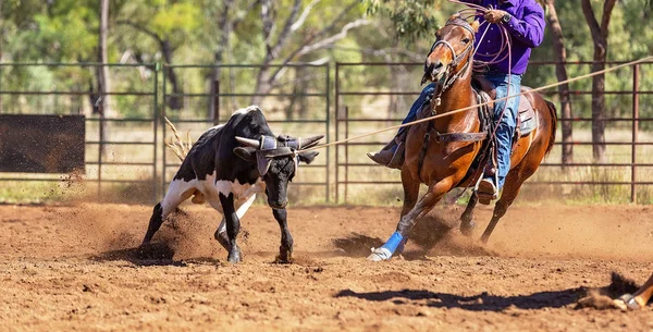 Equipo Australiano Calf Roping At Country Rodeo —  Fotos de Stock