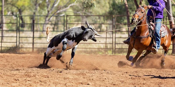 Australisch team kalf roping op land Rodeo — Stockfoto