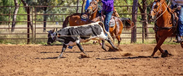 Equipo Australiano Calf Roping At Country Rodeo — Foto de Stock