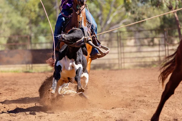Australian team kalv Roping på Country Rodeo — Stockfoto
