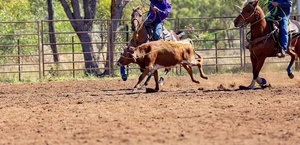 Ausztrál csapat borjú Roping az ország Rodeo — Stock Fotó