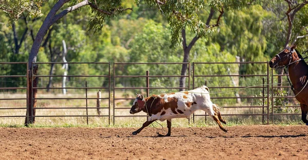 Australian team kalv Roping på Country Rodeo — Stockfoto